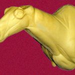 CCB04 Caribou Semi Sneak Right Shoulder Mount