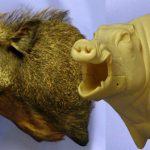 CEB24L Euro Boar - Open Mouth