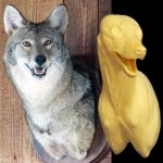 CFC404 Coyote - Shoulder - Darrin Flynn