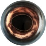 Trout - All Purpose 18 MM