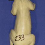 CFS233 Squirrel - Climbing Up Tree