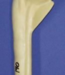 CFT140 Turkey Head & Neck with Eyes