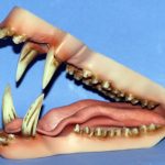 CJS131 Mohr Javelina Jaw Set  Detailed