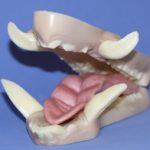 Mohr Wild Boar - Small