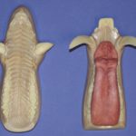 Mohr Wild Boar - Large Russian