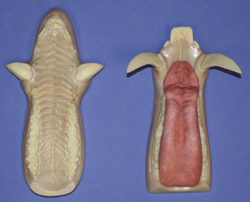 Mohr Wild Boar - Large Russian