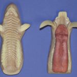 Mohr Wild Boar - Large Russian/Longer Tusks