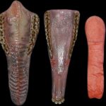 Classics Whitetail Panting Jaw Set