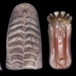 Classics Whitetail Jaw Set