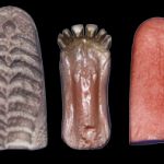 Classics Whitetail Jaw Set