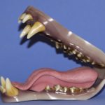 Bear Jaw Set by Mohr