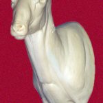 CSHP103 Sheep - (Mouflon/Corsican)