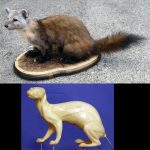 CVH550 Marten - Vic Heincker