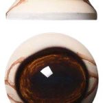 DCV34L 34 MM Light Color Defined Cornea with Veins