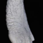 ETHD2NP Hanging Dead Large - Not Painted