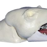 FRS44 Red Fox Rugshell - Brian Harness