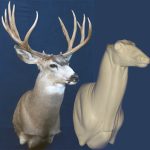 MD023 Upright Buck Shoulder