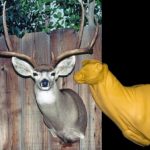 MD029 Semi Sneak Buck Shoulder