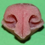 N14 Large Bobcat Nose