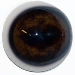 PRE34 Elk Prerotated 34 MM