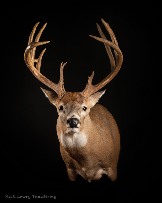 whitetail-forms-joe-coombs-classics-inc