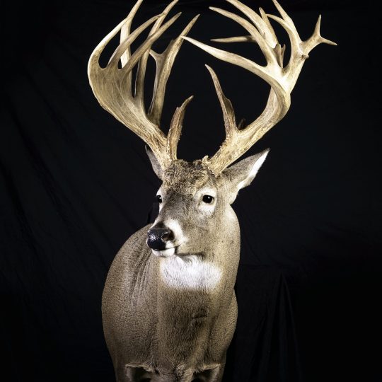 Whitetail Forms – Joe Coombs Classics, Inc.