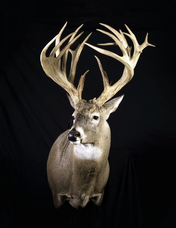 Whitetail Forms – Joe Coombs Classics, Inc.